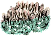 Schwamm