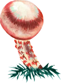 Pilze