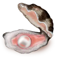 Muschel