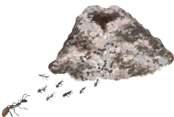 Ameisenhaufen