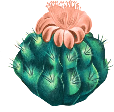 Kaktus