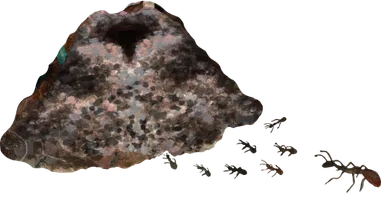 Ameisenhaufen