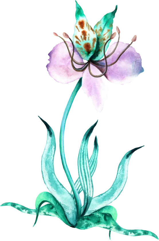 Blume