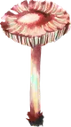 Pilze